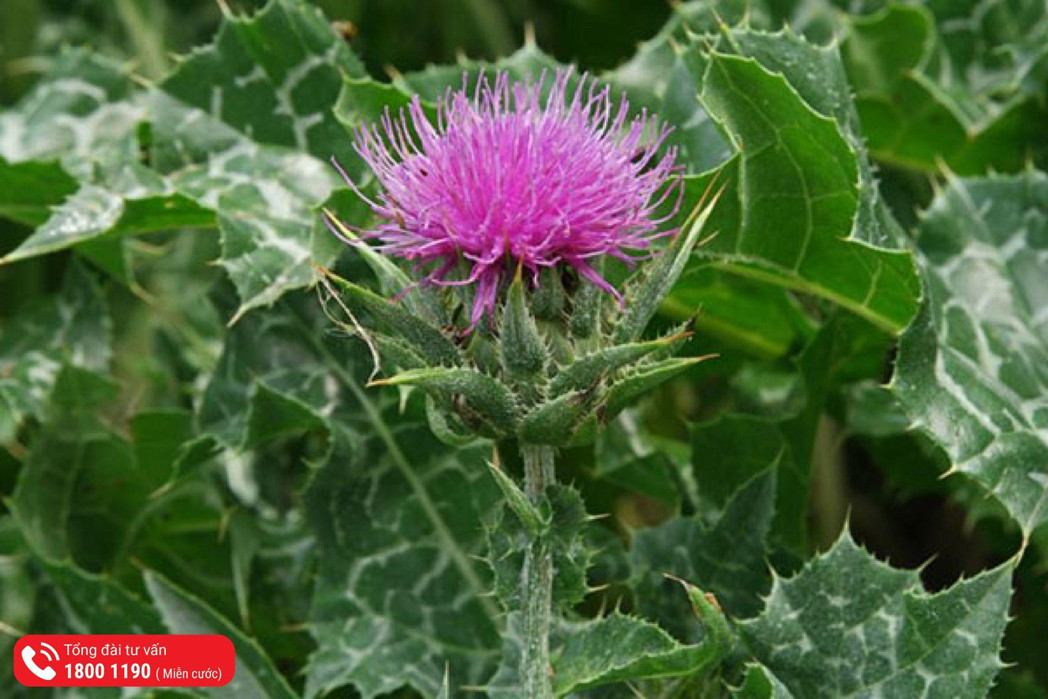 dược liệu 3.jpg