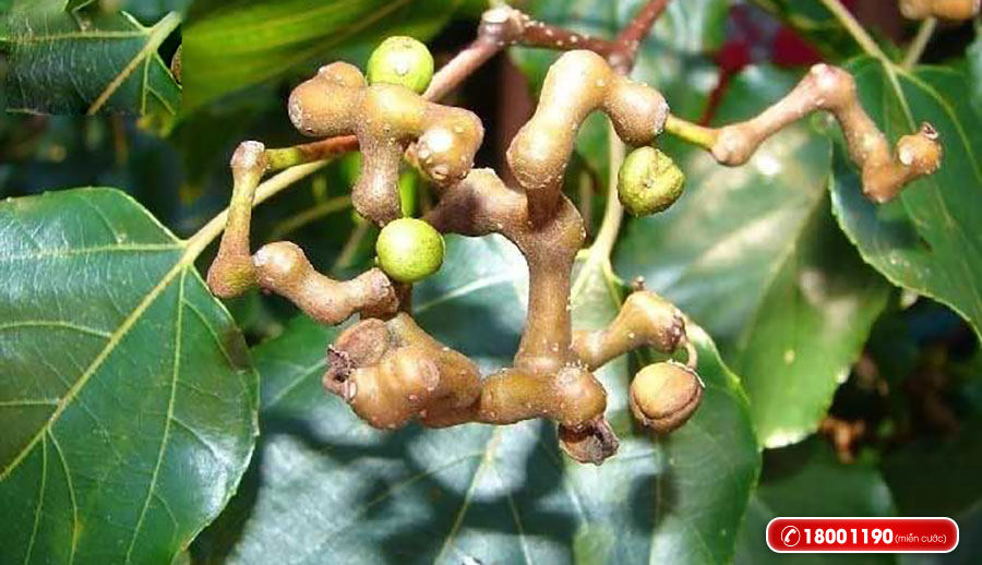 dược liệu  4.png