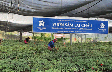 Dược phẩm Thái Minh góp phần phát triển bền vững sâm Lai Châu
