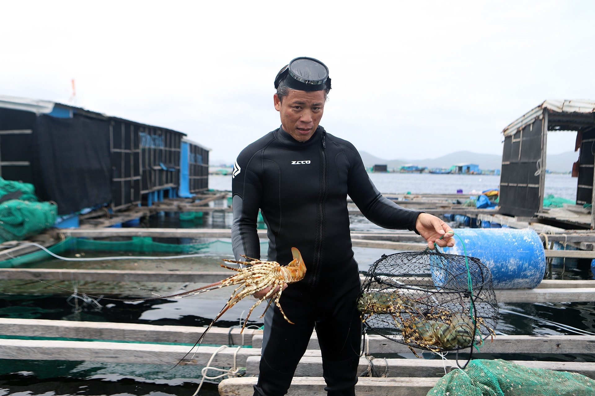 Tôm hùm bông đã ế ẩm, còn bị thương lái 'xù tiền'