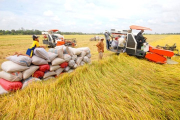 Trên 1 triệu hộ nông dân miền Tây tham gia trồng lúa chất lượng cao