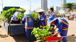 Hơn 15.000 cây hoa hướng dương bắt đầu trồng tại bờ sông Sài Gòn phục vụ dịp Tết