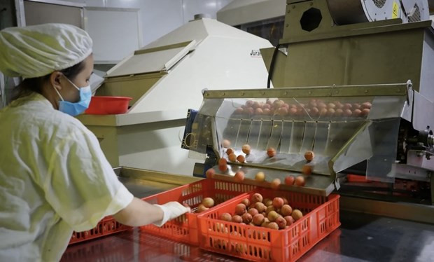 FTAs help strengthen Vietnam – Japan trade cooperation: official hinh anh 1