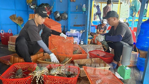 Vietnam exports shrimp to 100 countries, territories: Authority hinh anh 1