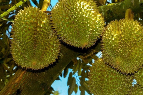 Four countries eye $20 billion durian market, VN holds advantage