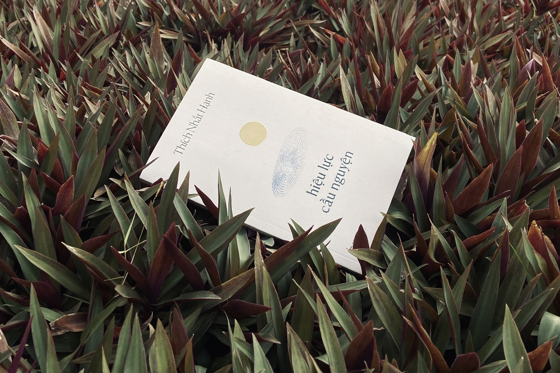 hieu luc cau nguyen.jpg