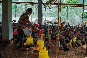 Mô hình chăn nuôi gà đồi theo hướng tập trung ở Yên Thế thúc đẩy tiêu chí thu nhập