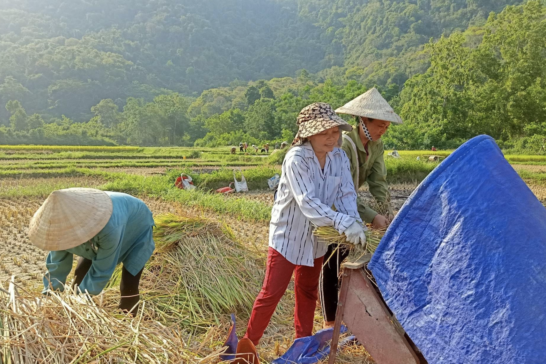 Nghệ An đẩy mạnh phong trào thi đua 'Cả nước chung tay xây dựng nông thôn mới'