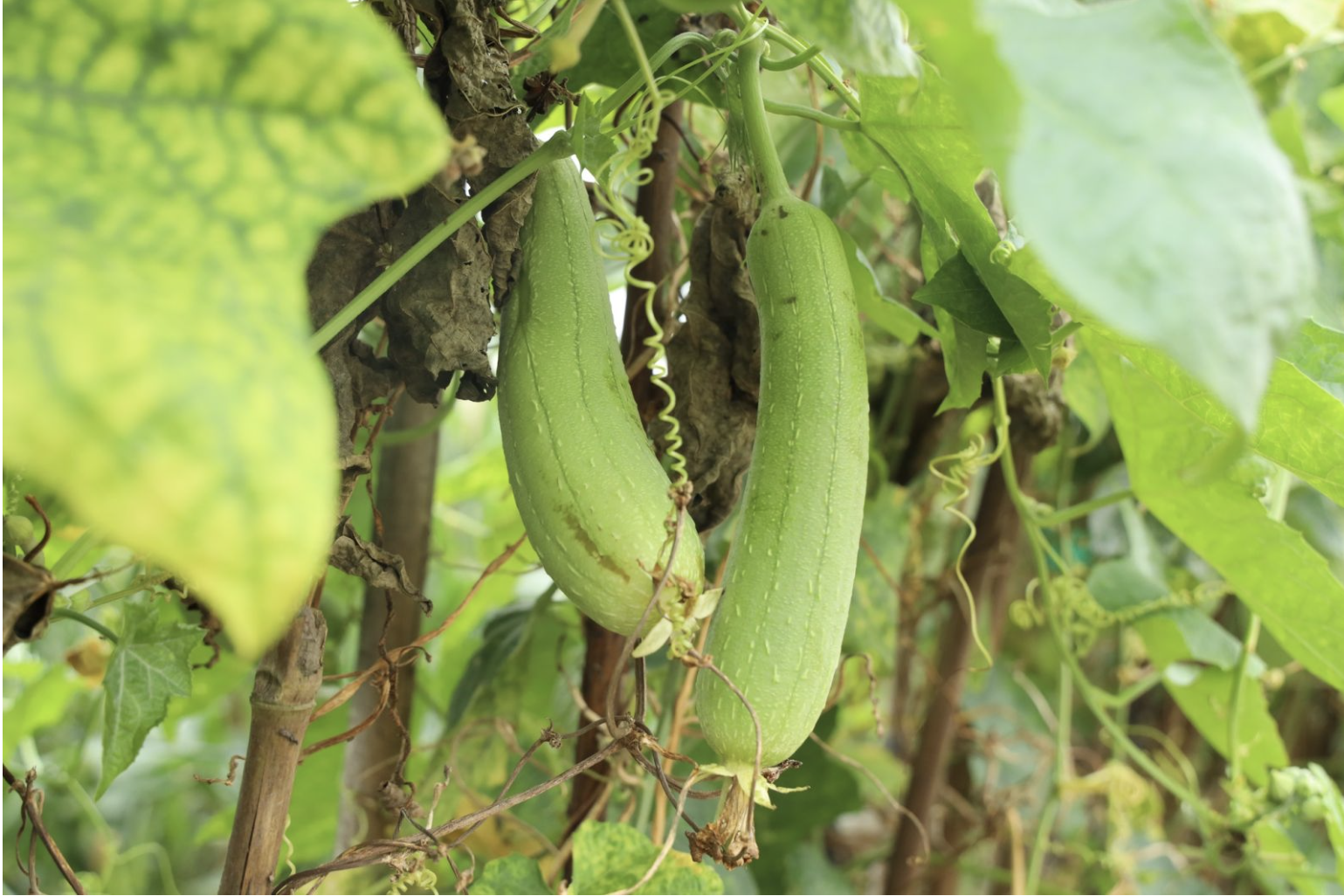 Truy xuất nguồn gốc trong chuỗi giá trị rau