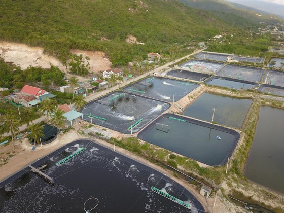 Shrimp farming area for export in Ninh Hoa Town of Khanh Hoa Province (Photo: SGGP) ảnh 1