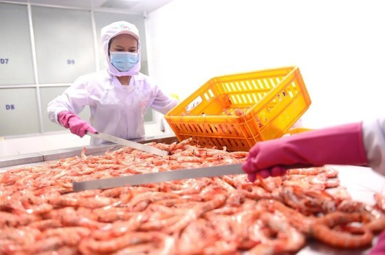 Shrimp processing at a seafood business (Photo: SGGP) ảnh 2