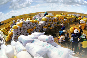 Khủng hoảng lương thực toàn cầu: Giá gạo Việt đắt nhất lịch sử, thu về 4 tỷ USD
