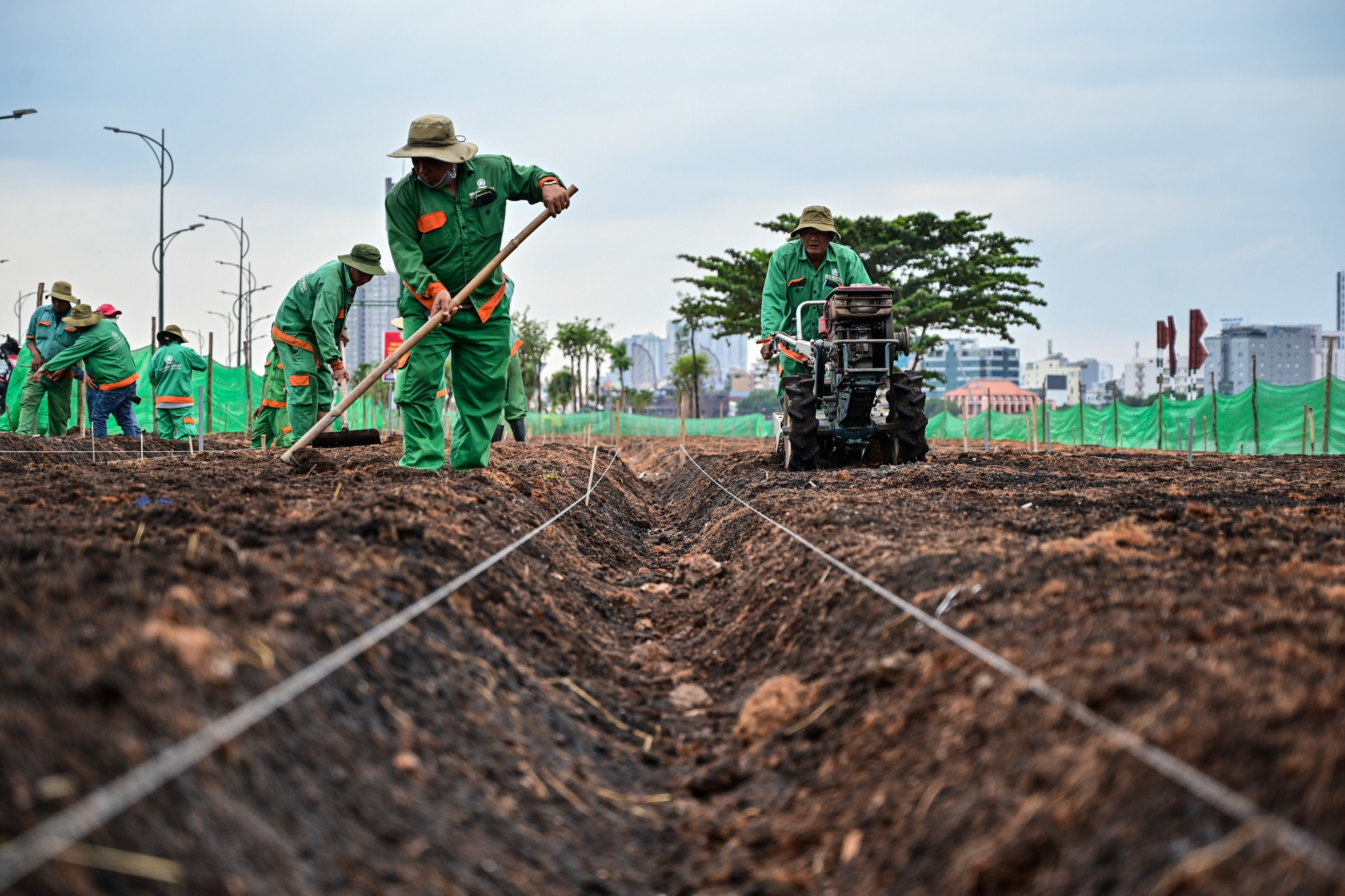 15.000 cây hoa hướng dương đang được trồng bên bờ sông Sài Gòn