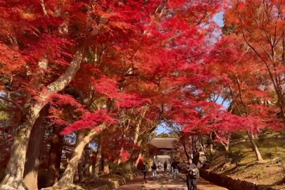 Khung cảnh rừng lá đỏ đẹp mê hoặc bên trong ngôi đền cổ ở Kyoto