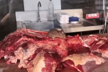 Kinh hãi cảnh chuột vô tư gặm thịt bò ngay trong bếp của nhà hàng lẩu