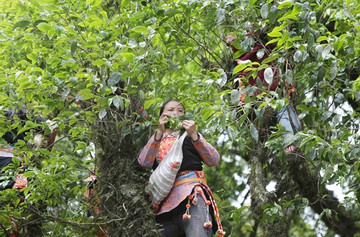 Ancient tea trees - natural treasure of Lai Chau Province
