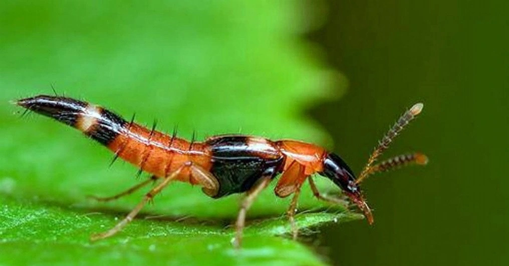 Hanoians Struggle With Rove Beetle Blisters