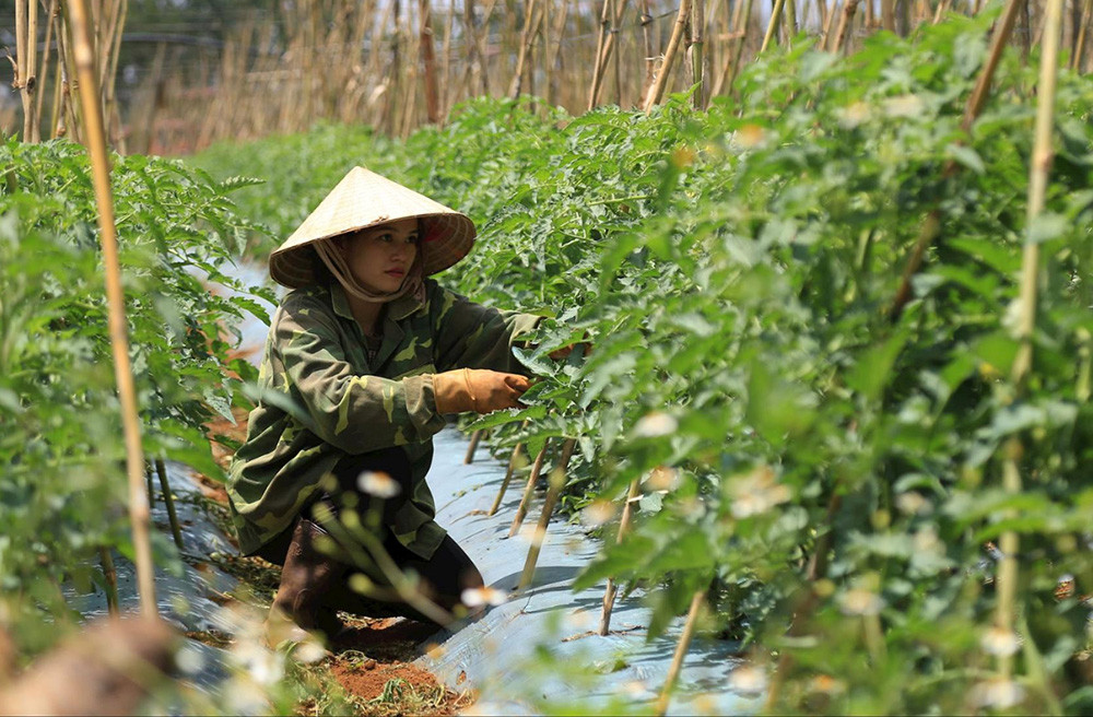 nong nghiep huu co 1.jpg