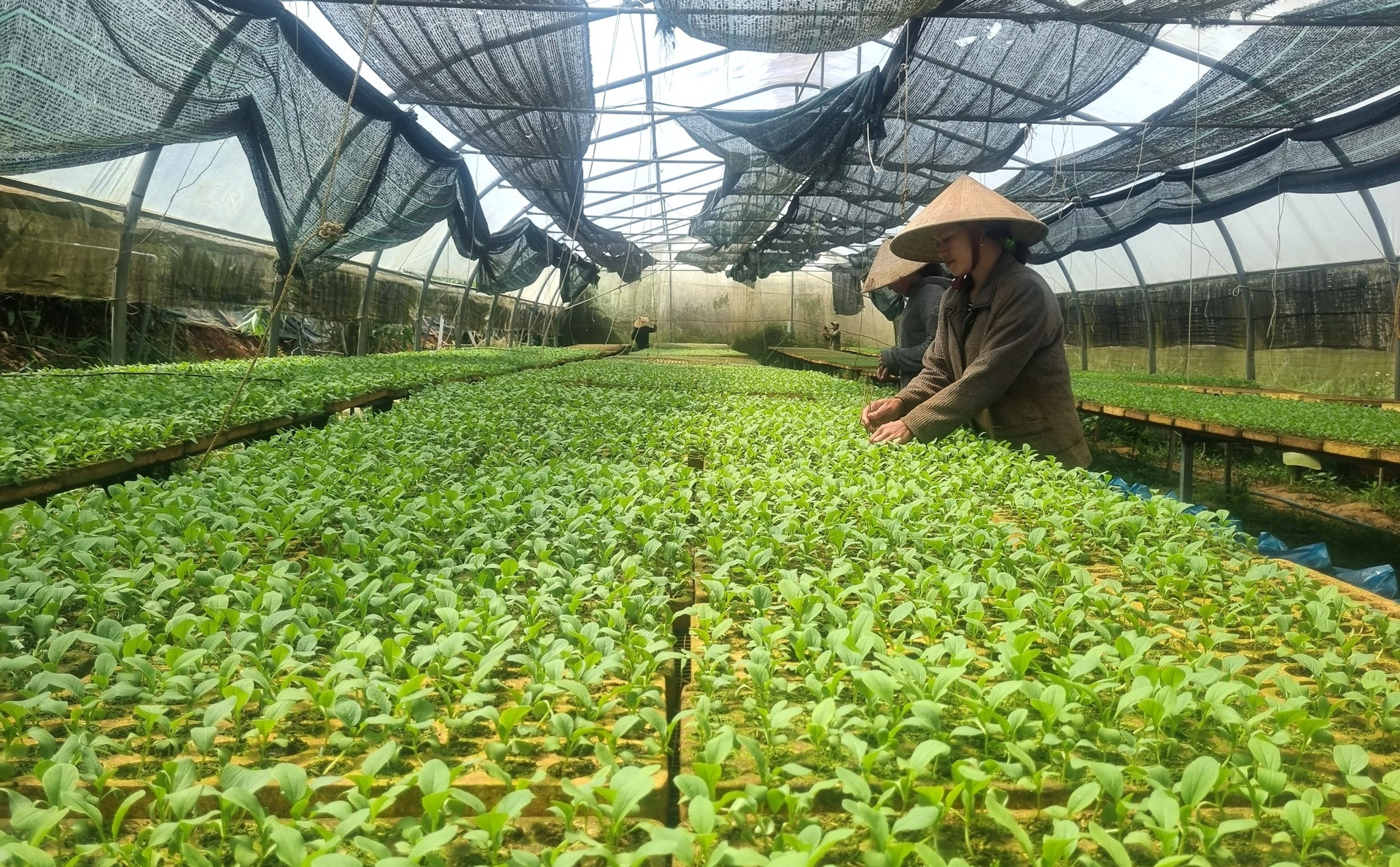 nông nghiệp hữu cơ.jpg