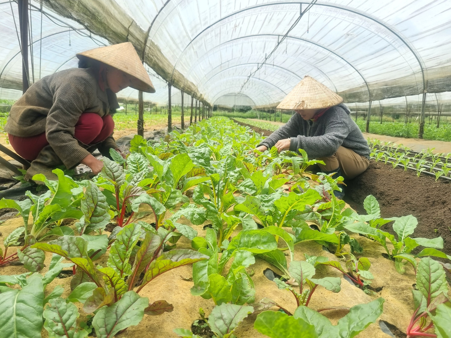 nông nghiệp hữu cơ.jpg