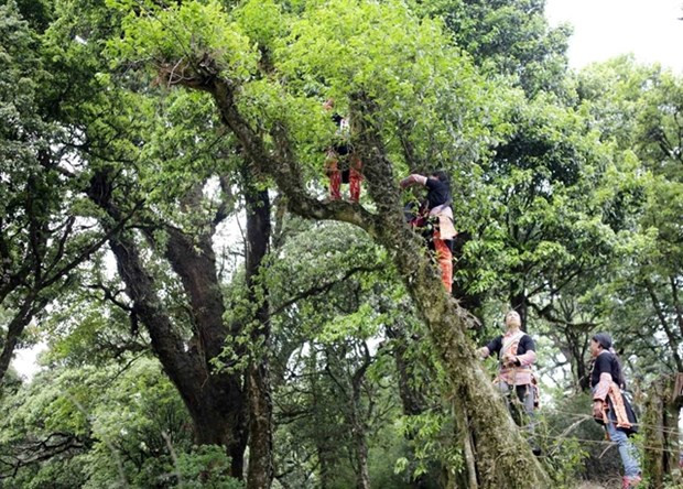 Lai Chau’s ancient tea trees a natural treasure hinh anh 1