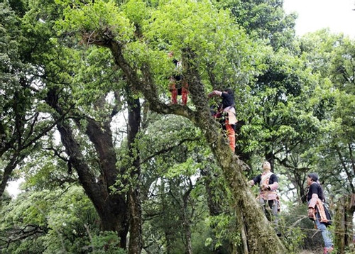 Lai Chau’s ancient tea trees a natural treasure
