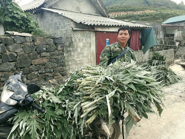 duoc lieu lai chau.jpg