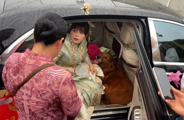 Hình ảnh chú chó không muốn rời xa trong ngày cô chủ đi lấy chồng