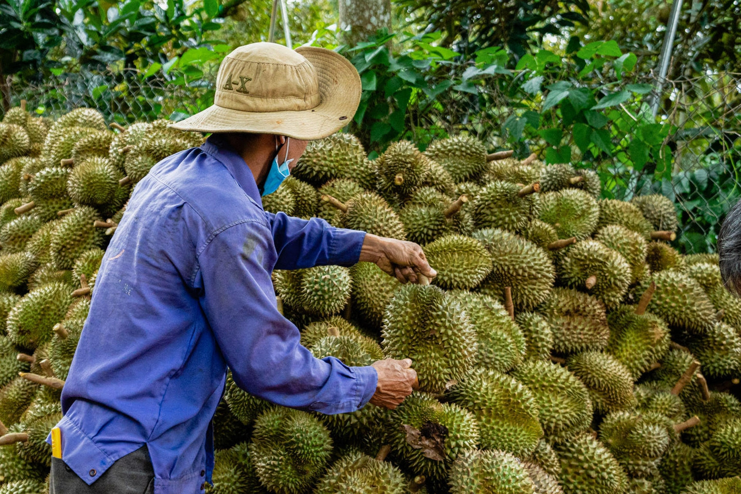 Một năm hiếm có, nông dân thu hàng chục nghìn tỷ từ trái sầu riêng