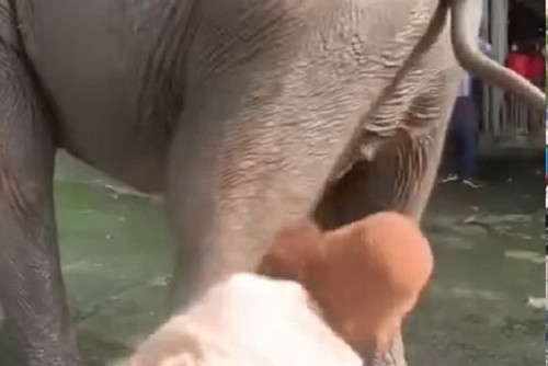 Tourists struck after teasing Dak Lak elephants