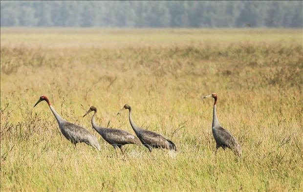 Dong Thap works hard on conserving red-crowned cranes hinh anh 1