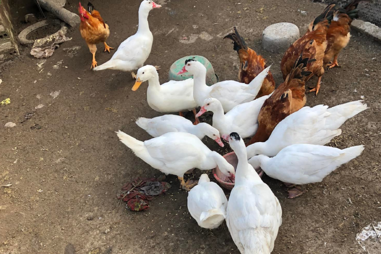 Hà Nội siết chặt chất lượng các sản phẩm chế biến từ động vật