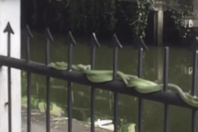 Kỳ lạ 4 con rắn quấn chặt nhau như sợi dây tết, trườn trên hàng rào
