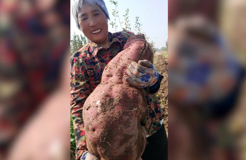 Nông dân 'choáng váng' khi đào được củ khoai lang 'siêu to khổng lồ'