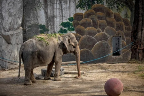 Câu chuyện buồn về con voi 'cô đơn nhất thế giới'