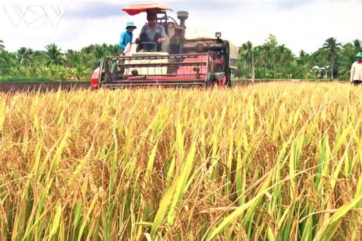 First International Rice Festival to be held in Vietnam this December