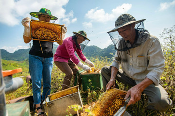 Mùa thu hoạch mật ong bạc hà ở Hà Giang