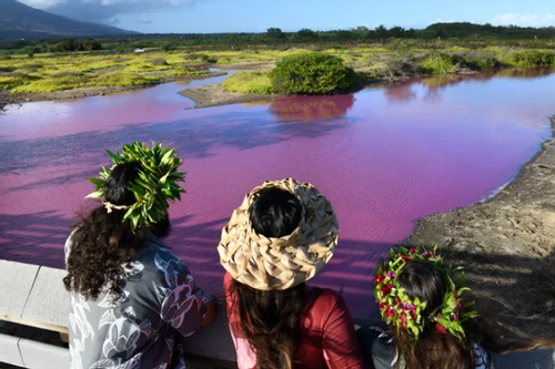 'Thủ phạm' bí ẩn khiến ao nước ở Hawaii chuyển sang màu hồng