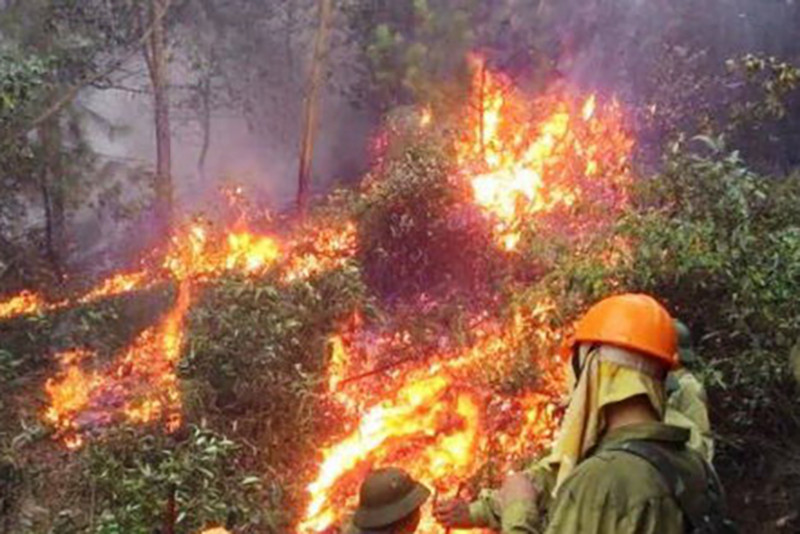 anh 2 chay rung nghe an .jpg