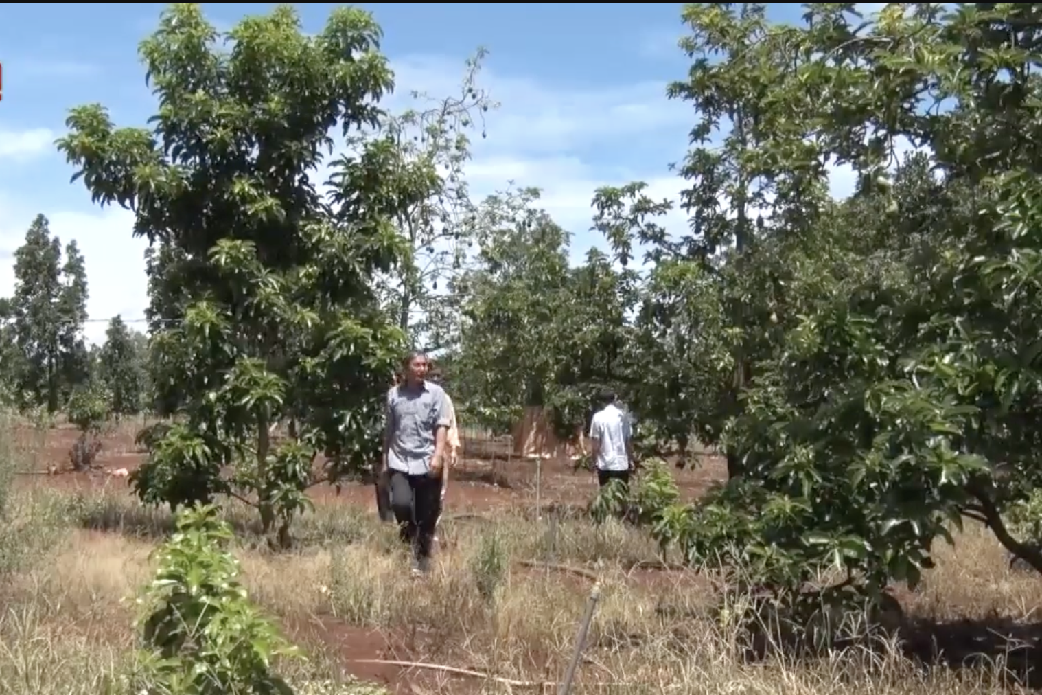 Bình Phước phát huy vai trò tiên phong của HTX trong xây dựng nông thôn mới