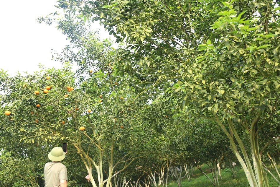 Các hợp tác xã vùng cam Bắc Quang chuyển sang canh tác hữu cơ