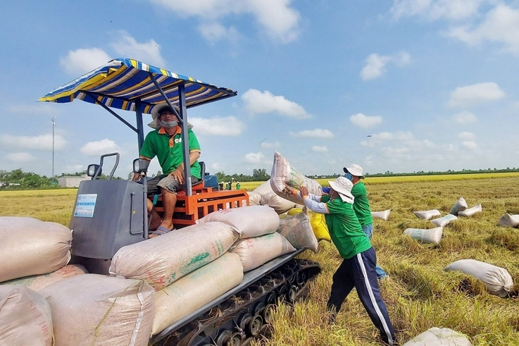 Điểm sáng lúa gạo và vai trò của các hợp tác xã trồng lúa