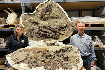 Điều kỳ lạ lần đầu tiên được tìm thấy trong bụng của khủng long bạo chúa
