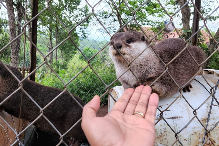 dong vat hoang da 3.png