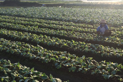 Mê Linh (Hà Nội): Nông dân sống khỏe nhờ trồng rau an toàn