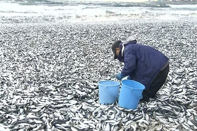 Cận cảnh bãi biển dài gần 1 km ngập tràn cá chết ở Nhật Bản