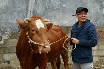 MC Lại Văn Sâm gặp sự cố khi dắt bò ra chợ bán