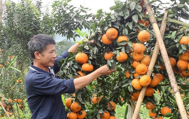 Bo Ha orange brings fame for Bac Giang Province