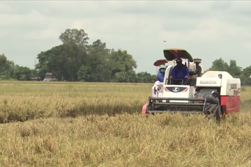 Việt Nam hướng tới trở thành quốc gia tiên phong trong sản xuất lúa chất lượng, giảm phát thải