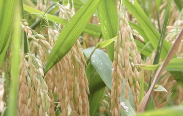 Việt Nam trồng lúa không chỉ vì lợi nhuận mà còn vì trách nhiệm với cộng đồng, xã hội